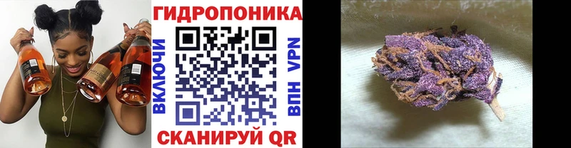kraken ТОР  Никольское  Конопля план 